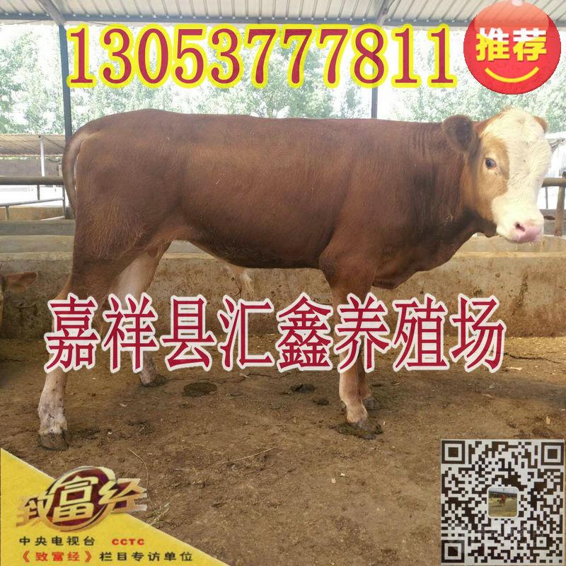 现在小牛犊价格报价 _现在鲁西黄牛肉牛价格