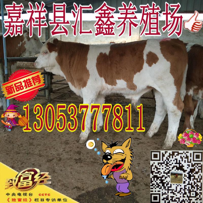 西门塔尔肉牛图片_西门塔尔肉牛图片