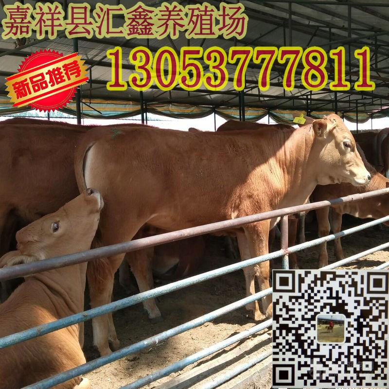 现在肉牛出栏价格行情 _什么地方的肉牛便宜