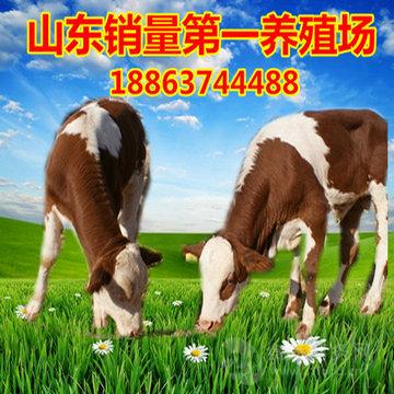 内蒙古300斤牛犊价格表 