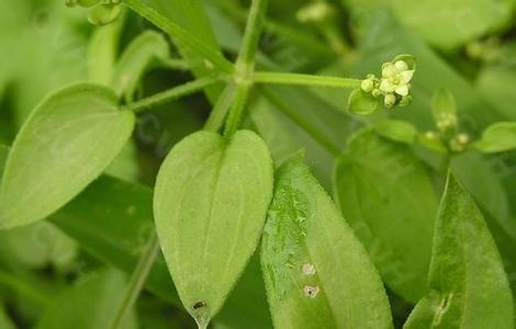 茜草提取物 益生祥 量大从优