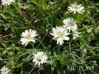 败酱 山苦荬别名:苦菜,节托莲,小苦麦菜,苦叶苗,败 酱,苦麻菜