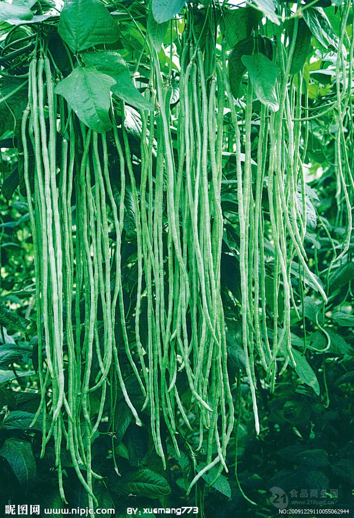 长角豆提取物价格 长角豆现磨纯粉 豇豆膳食纤维粉90目长期供应