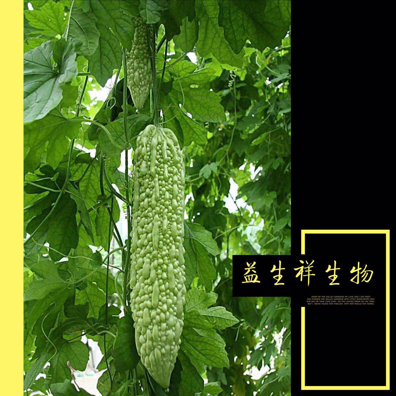 苦瓜藤粉,苦瓜藤提取物,苦瓜花提取物,苦瓜茎叶提取物图片