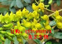 山豆根提取物 10:1 可定制 厂家直销 包邮(中国
