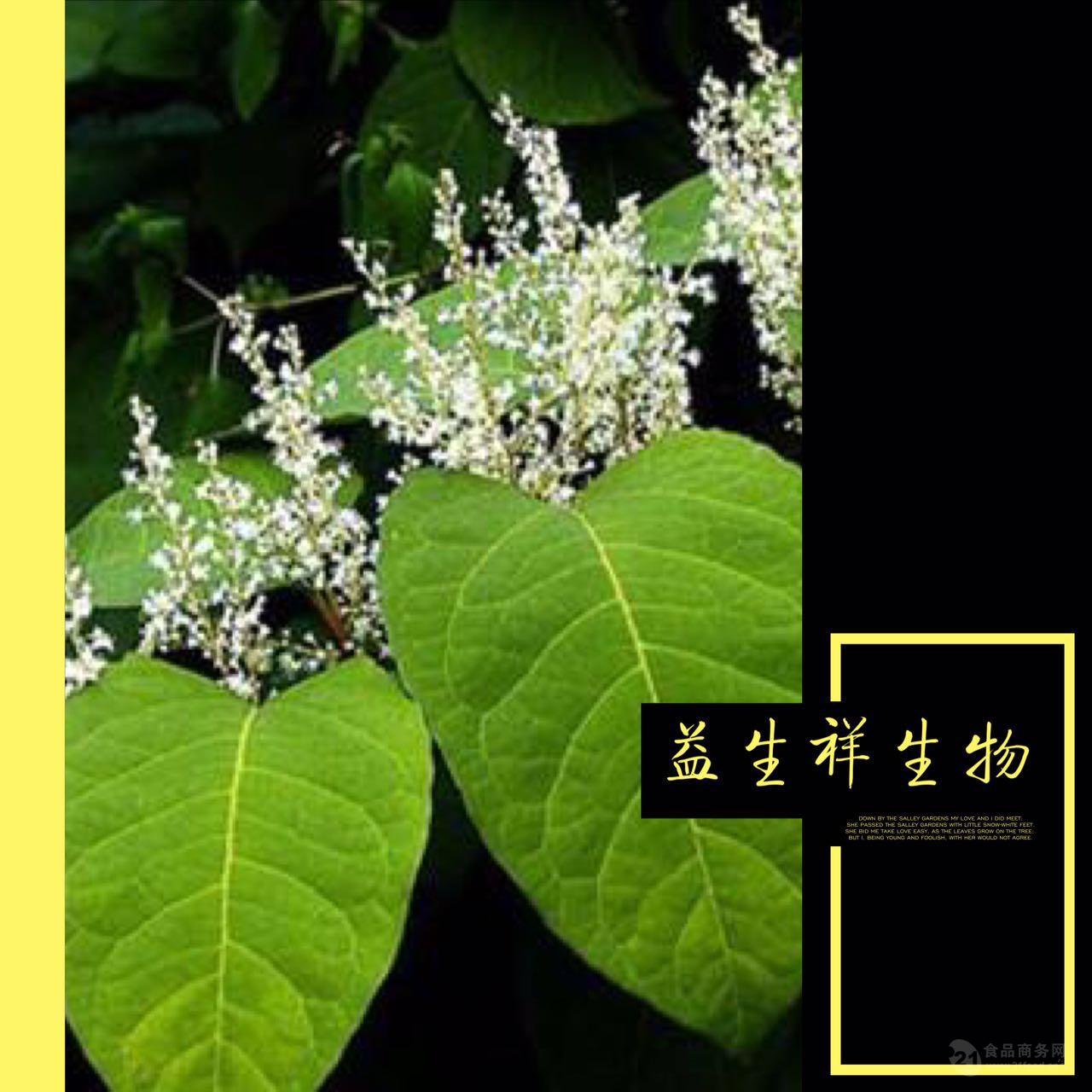 虎杖提取物 白藜芦醇提取物98 厂家源头