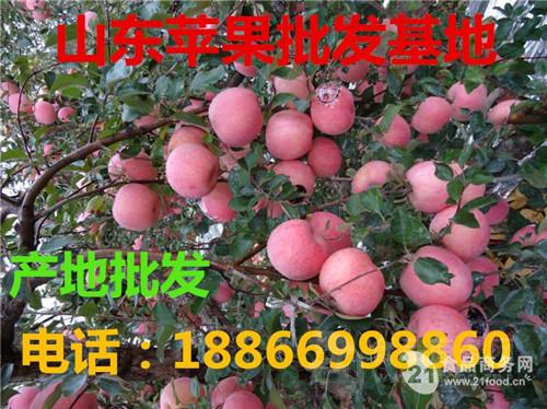 今日温州市苹果什么价格一斤 最新温州市红富