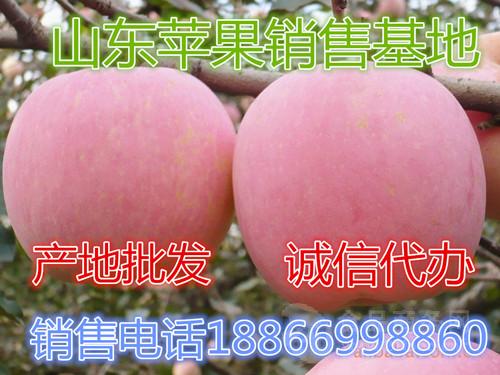 宁波市场苹果什么价格一斤? 今日最新