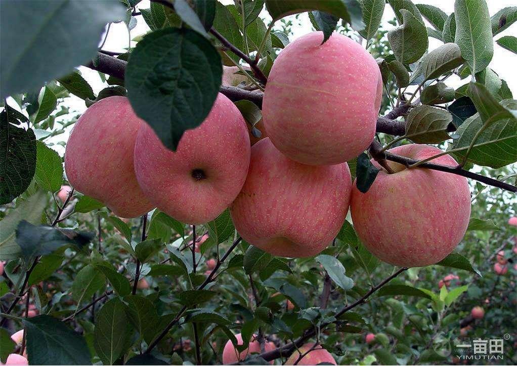 Ӧɽƻ ɽƻ