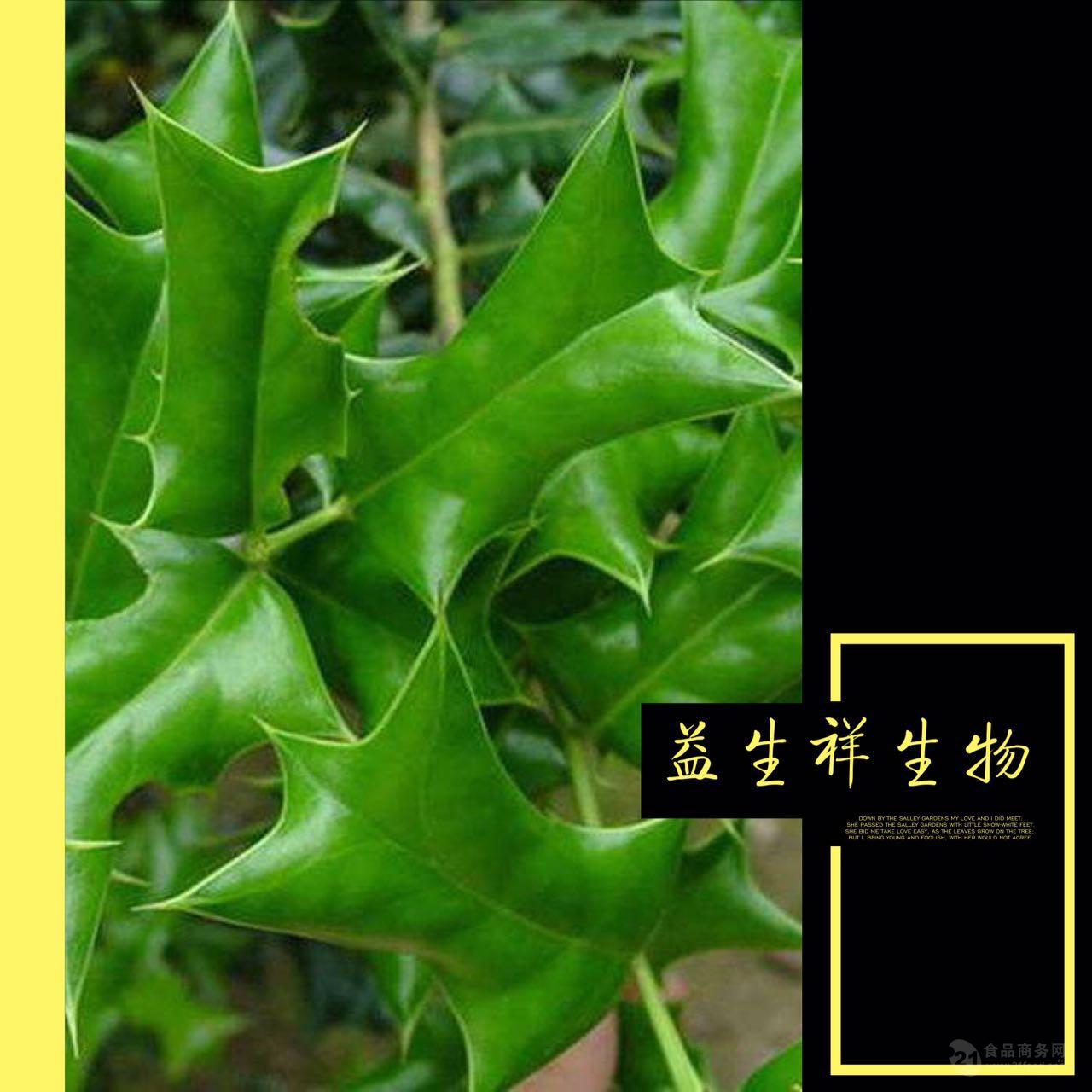提取物现货 枸骨叶提取物 功劳叶提取物 枸骨叶粉末图片