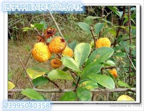 葨芝提取物 构棘提取物 山荔芝提取物 30:1 批发价格 固原浩宇