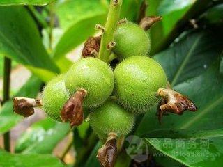 别名:白豆蔻,草果,圆豆蔻
