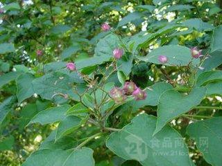 臭梧桐提取物 泡花桐速溶粉 八角梧桐浸膏粉 追骨风浓缩粉