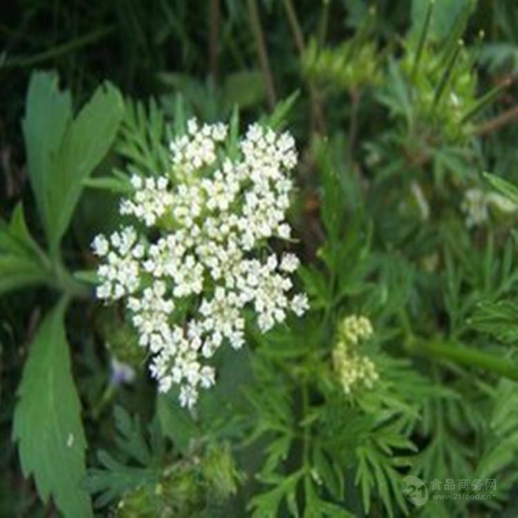 藁本提取物水提香藁本速溶粉藁茇浸膏粉鬼卿浓缩粉