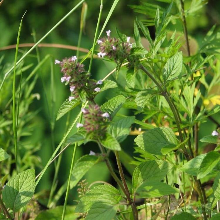 风轮菜提取物 10:1 蜂窝草提取物