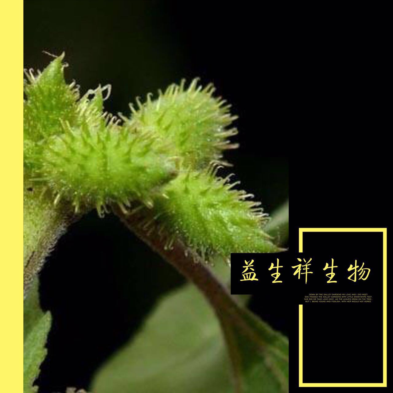 苍耳子提取物10:1苍耳子冬瓜粉苍耳子酵素益浸膏有刺茄子皮上有细图片