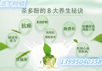 普洱茶多酚 氨基酸 维生素 量大优惠 现货供应 普洱茶提取物