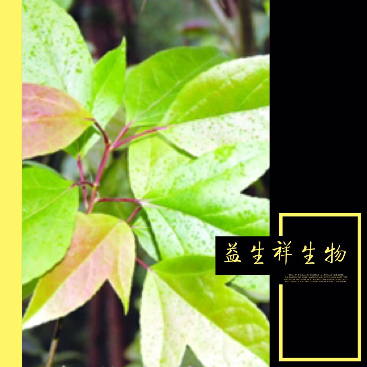 半枫荷提取物