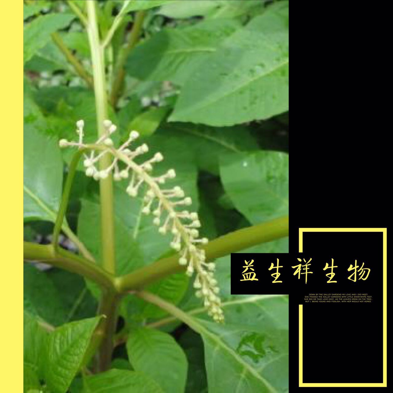 店空虎提取物 人参草提取物  厂家 包邮