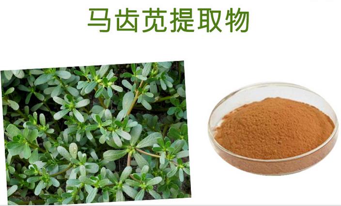 实力工厂供应马齿苋提取物