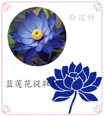 蓝莲花提取物 蓝莲花浸膏 180.00/公斤