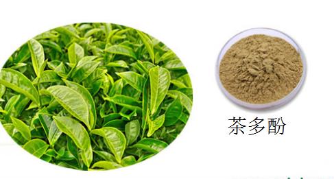 茶多酚作用与功效