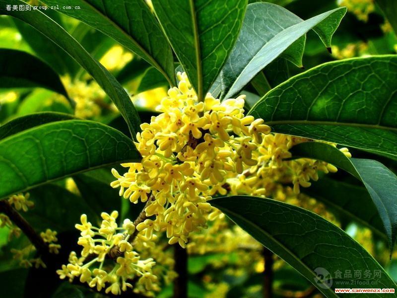 桂花提取物20:1 桂花粉 速溶粉水溶型 九里香浓缩液 浸膏