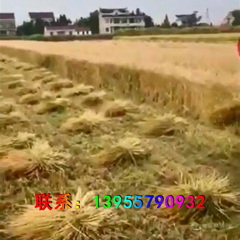全自动水稻收割打捆打包一体机
