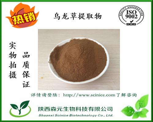 乌龙草提取物101乌龙茶速溶粉丁癸草提取物工厂1kg包邮寄