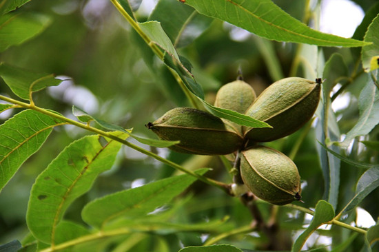 碧根果的益处          碧根果树主要在北美洲中南部地区大量生长
