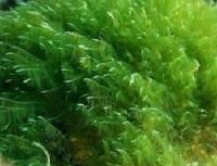 保健原料 螺旋藻粉 天然螺旋藻提取粉 螺旋藻蛋白粉60