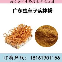广东虫草子实体速溶粉 广东虫草子实体浓缩粉
