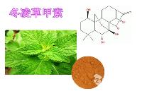 供应〕冬凌草提取物