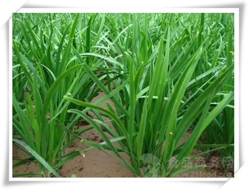 起阳草提取物 补肾韭菜粉