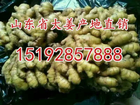 今年的生姜种格 山东生姜种子价格
