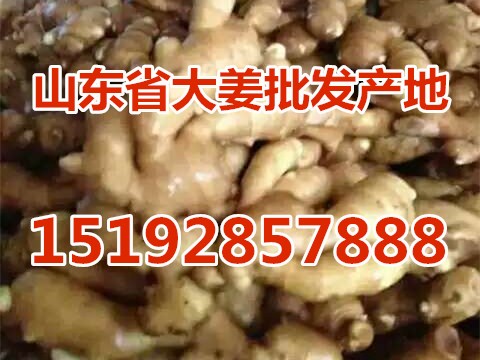 2018年山东省大姜种子格及大姜种产地价格