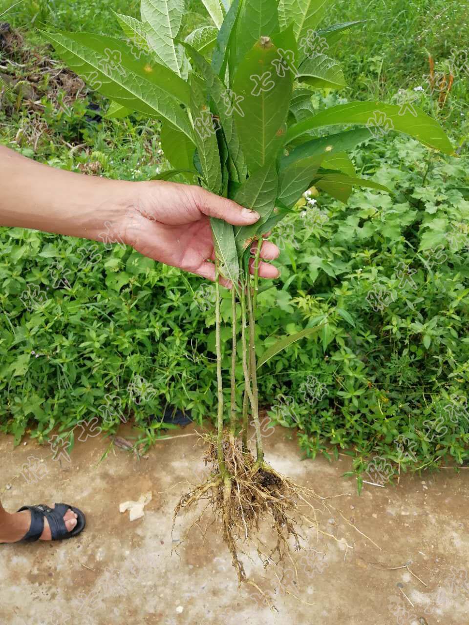 廣西黃花倒水蓮黃花遠志黃花參觀音串黃花倒水蓮苗