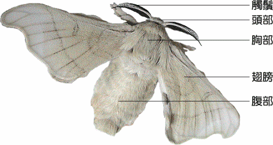 蚕蛾身体各部分名称图图片