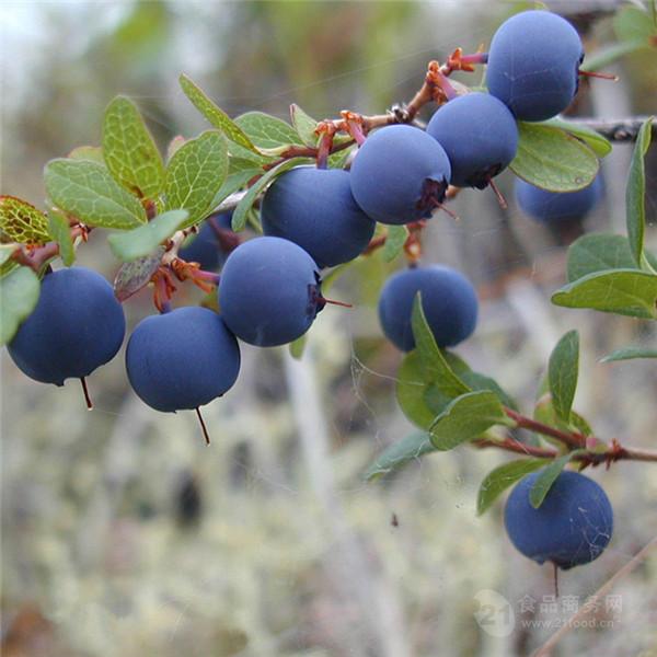 供应蓝莓(越橘)提取物原花青素25%