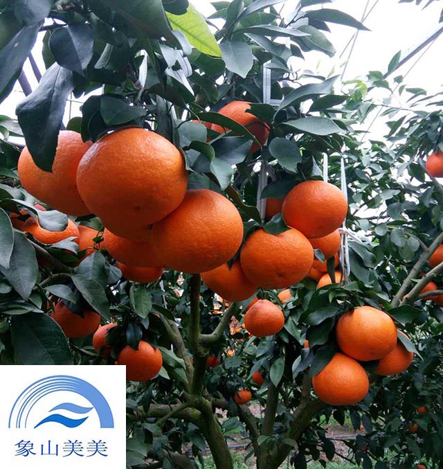 优质品种象山红美人橘子苗果树苗1年生根系发达
