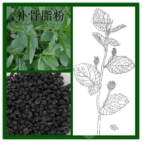 补骨脂提取物