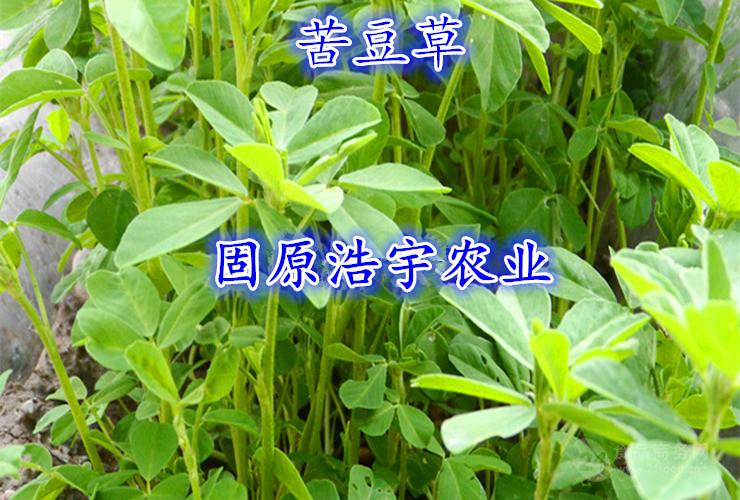 香豆草粉图片