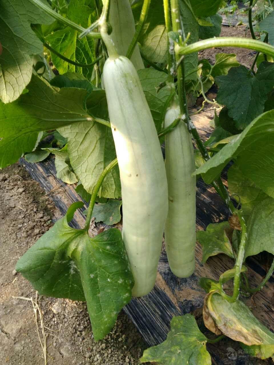 潍坊羊角蜜甜瓜