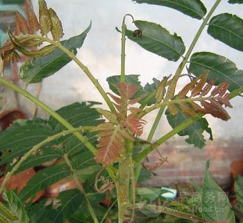 苦木提取物 黃楝瓣樹,山熊膽,熊膽樹,苦膽樹(中國 寧夏固原)