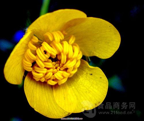 【拉丁植物名】ranunculus ternatus thunb.[r.zuccarinii miq.