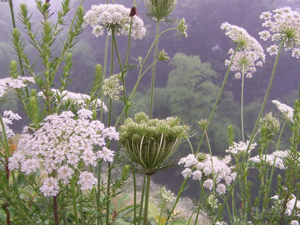 價格 現貨包郵 (英)wild carrot fruit 別名 蝨子草,野胡蘿蔔子