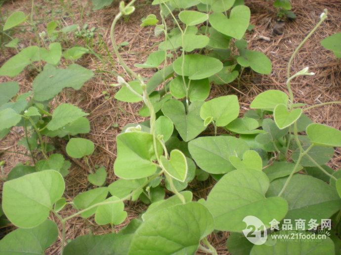 尋骨風提取物 速溶粉 浸膏粉 清骨風,白麵風,黃