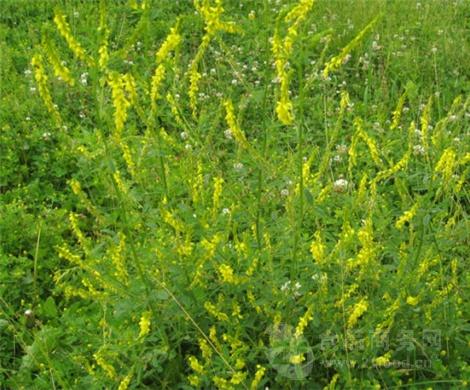 黃花草木樨提取物 草木樨浸膏粉廠家現貨 草木樨速溶