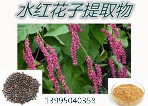 水红花籽提取物 东方蓼提取物 天蓼提取物 狼尾巴花粉