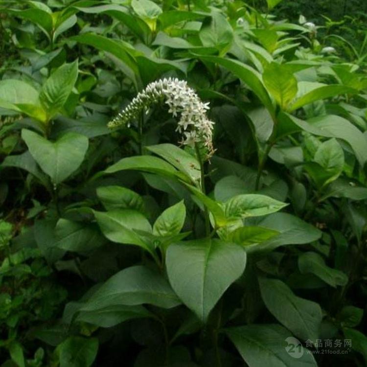 珍珠菜粉田螺菜提取物粉珍珠菜浓缩粉